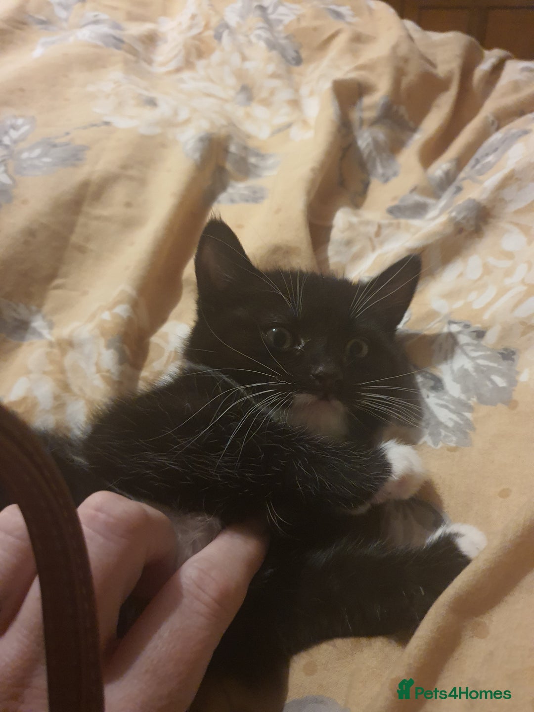 British Shorthair cats for sale: Kittens 8 weeks ready - Advert 4