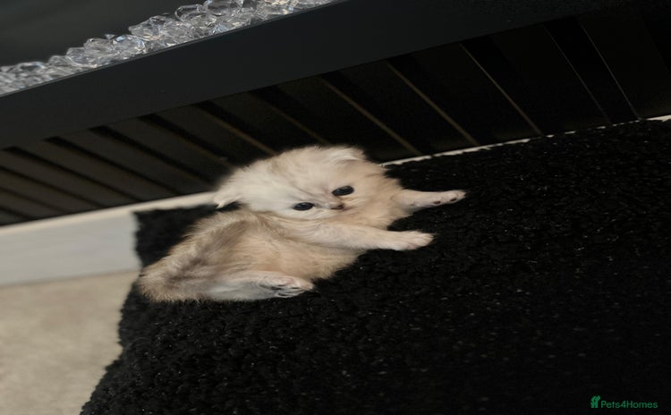 Persian cats in Birmingham - Advert 15