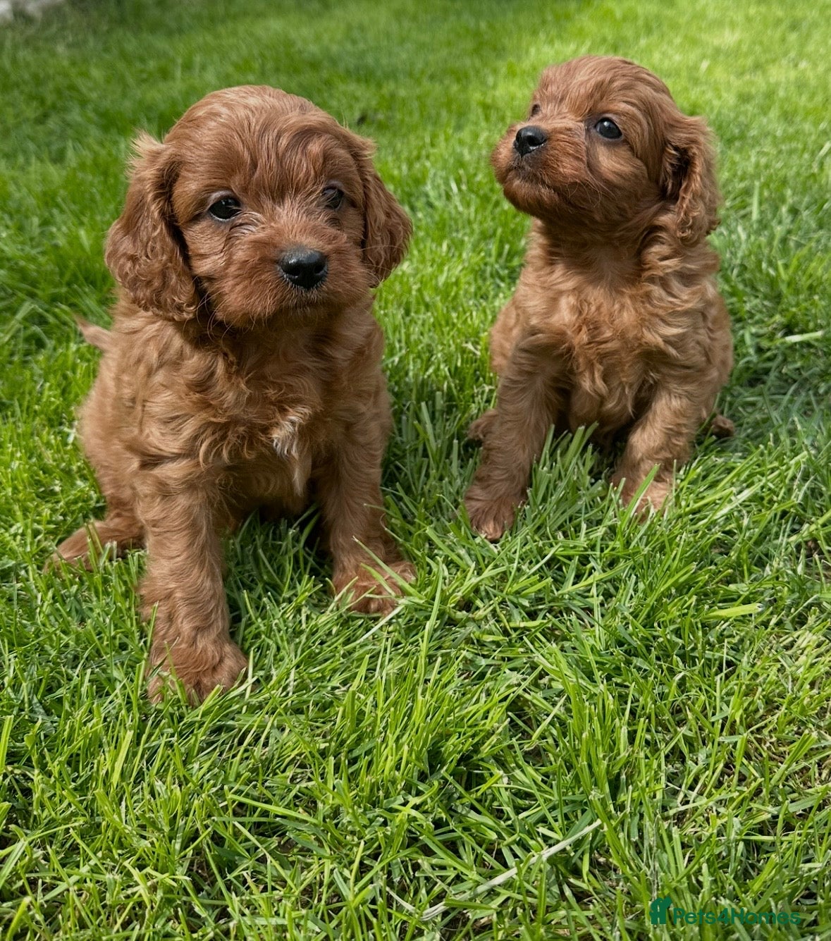 Cavapoo dogs Deep red cavpoo girls - Advert 11