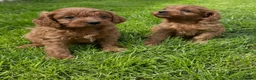 Cavapoo dogs for sale: Deep red cavpoo girls - Advert 1