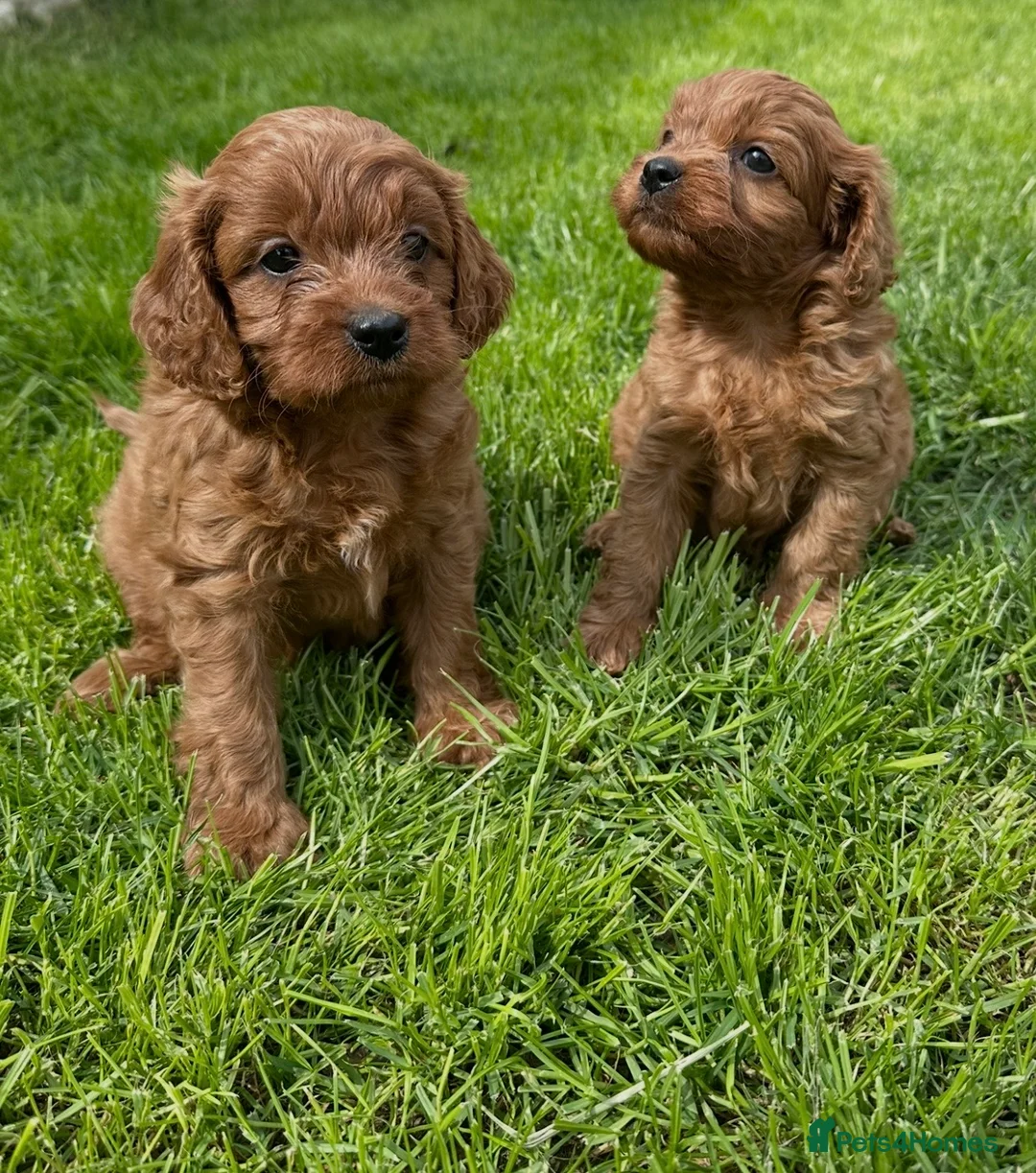 Cavapoo dogs for sale: Deep red cavpoo girls - Advert 1
