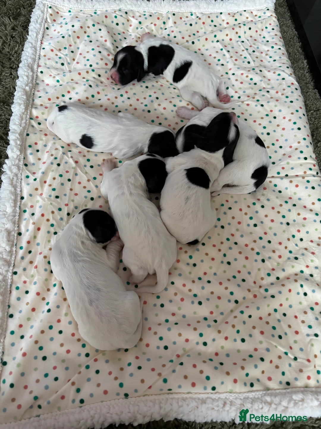 Cocker Spaniel dogs for sale: Working cocker spaniel puppies (White & Black) in Cardiff - Advert 8
