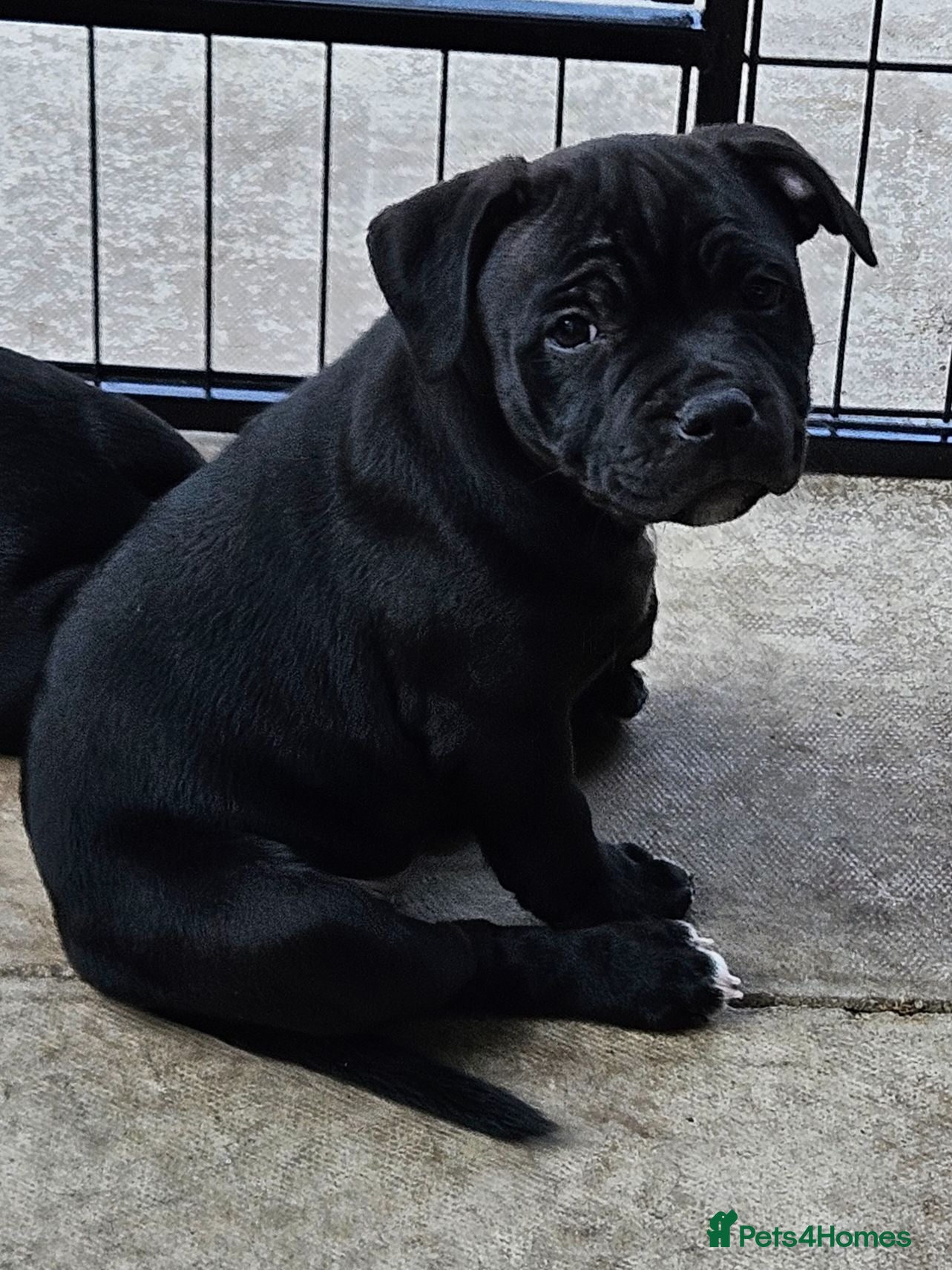 Staffordshire Bull Terrier dogs Black beauty , ready now kc reg - Advert 18