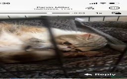 Exotic cats for sale: CHUNKY SHOW QUALITY GCCF REGISTERED MALE - Image 5