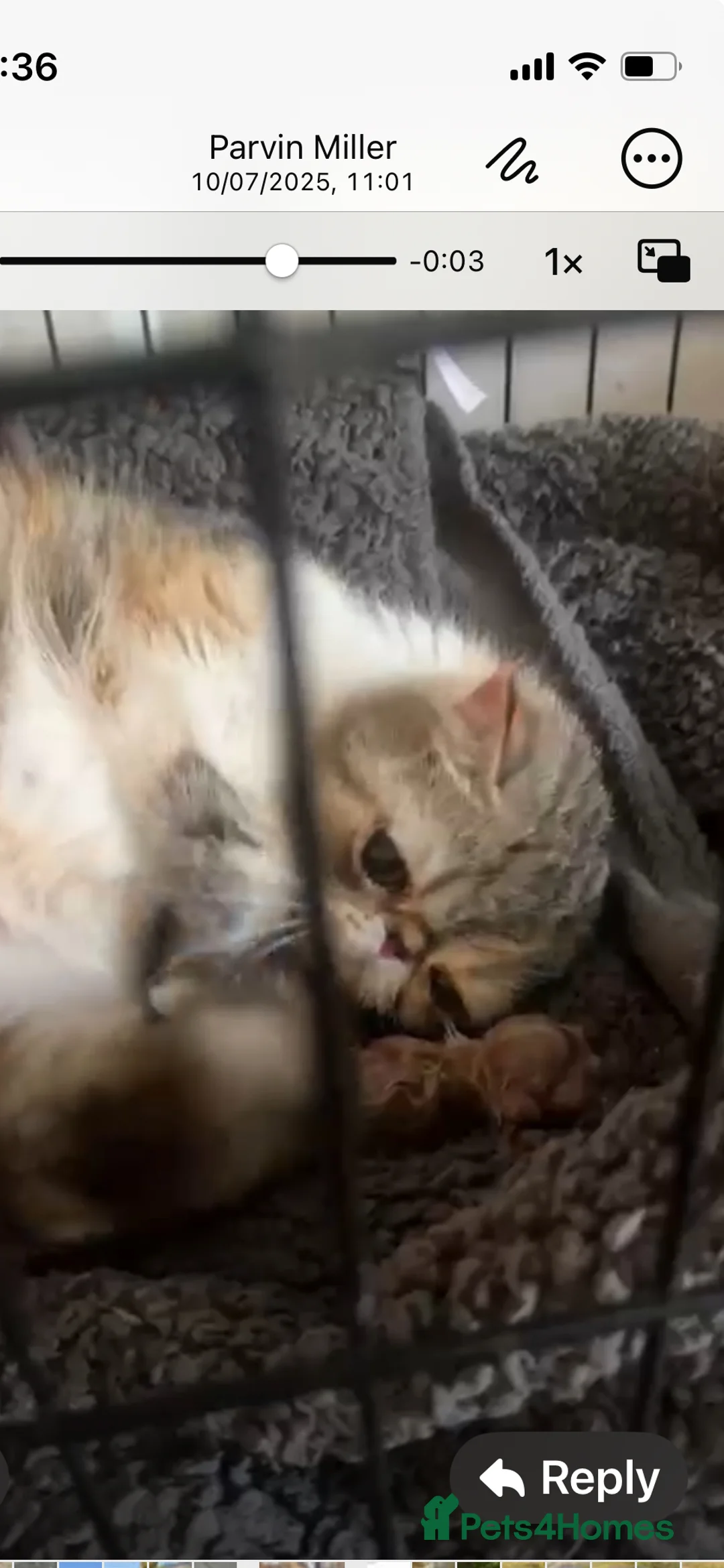 Exotic cats for sale: CHUNKY SHOW QUALITY MALE - Advert 4