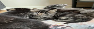 Norwegian Forest Cat 1