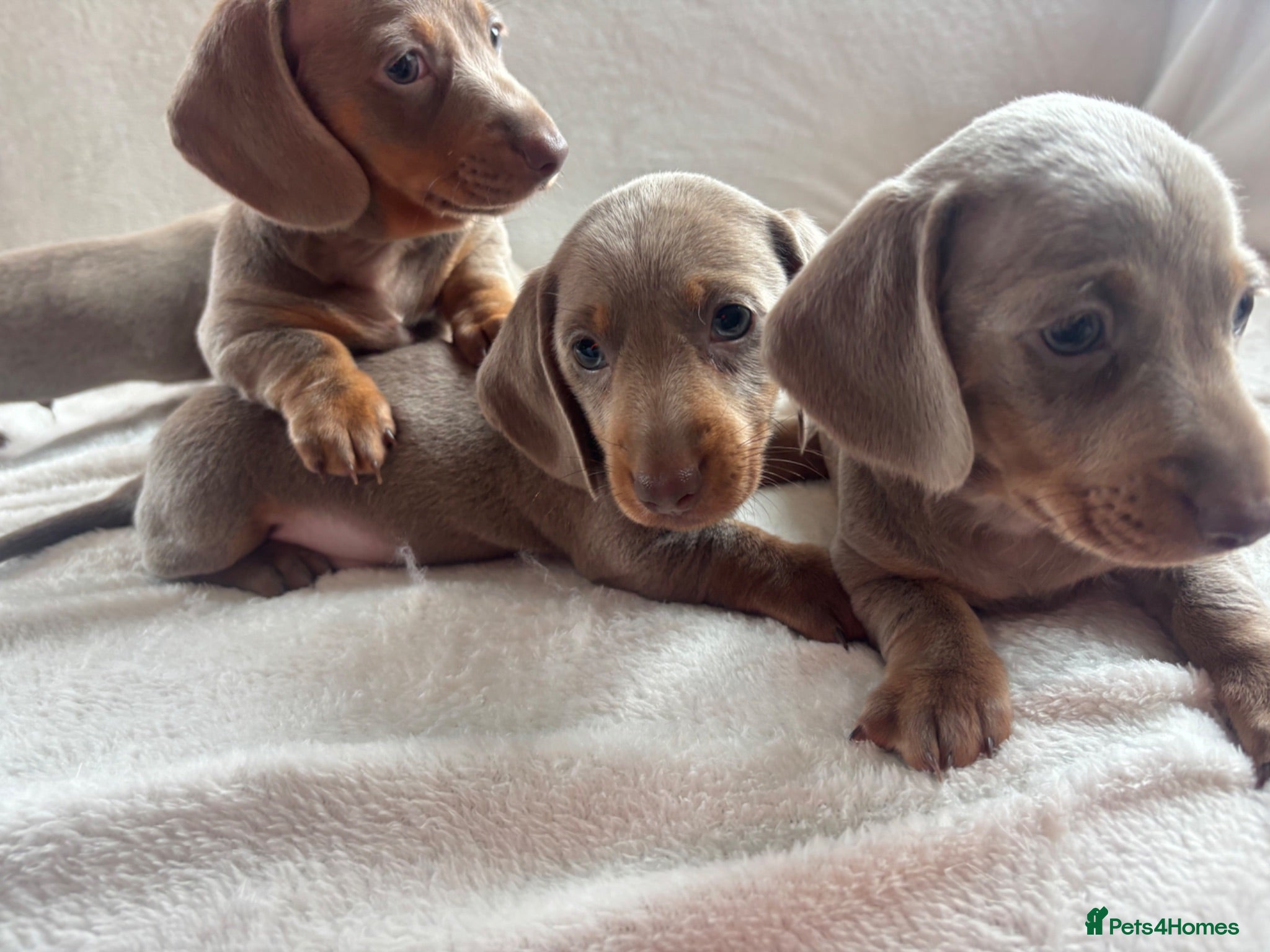 Miniature Dachshund dogs Miniature dachshund  - Advert 1