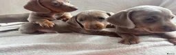 Miniature Dachshund dogs for sale: Miniature dachshund  - Advert 1