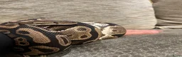 Python Snake reptiles for sale: Alora - dazzling, huge and very tame - Advert 4