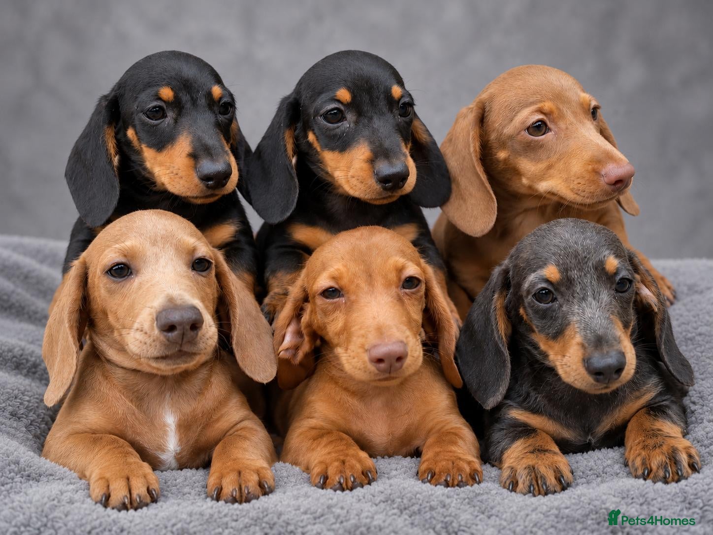 Miniature Dachshund dogs Miniature Dachshunds ready now - Advert 13