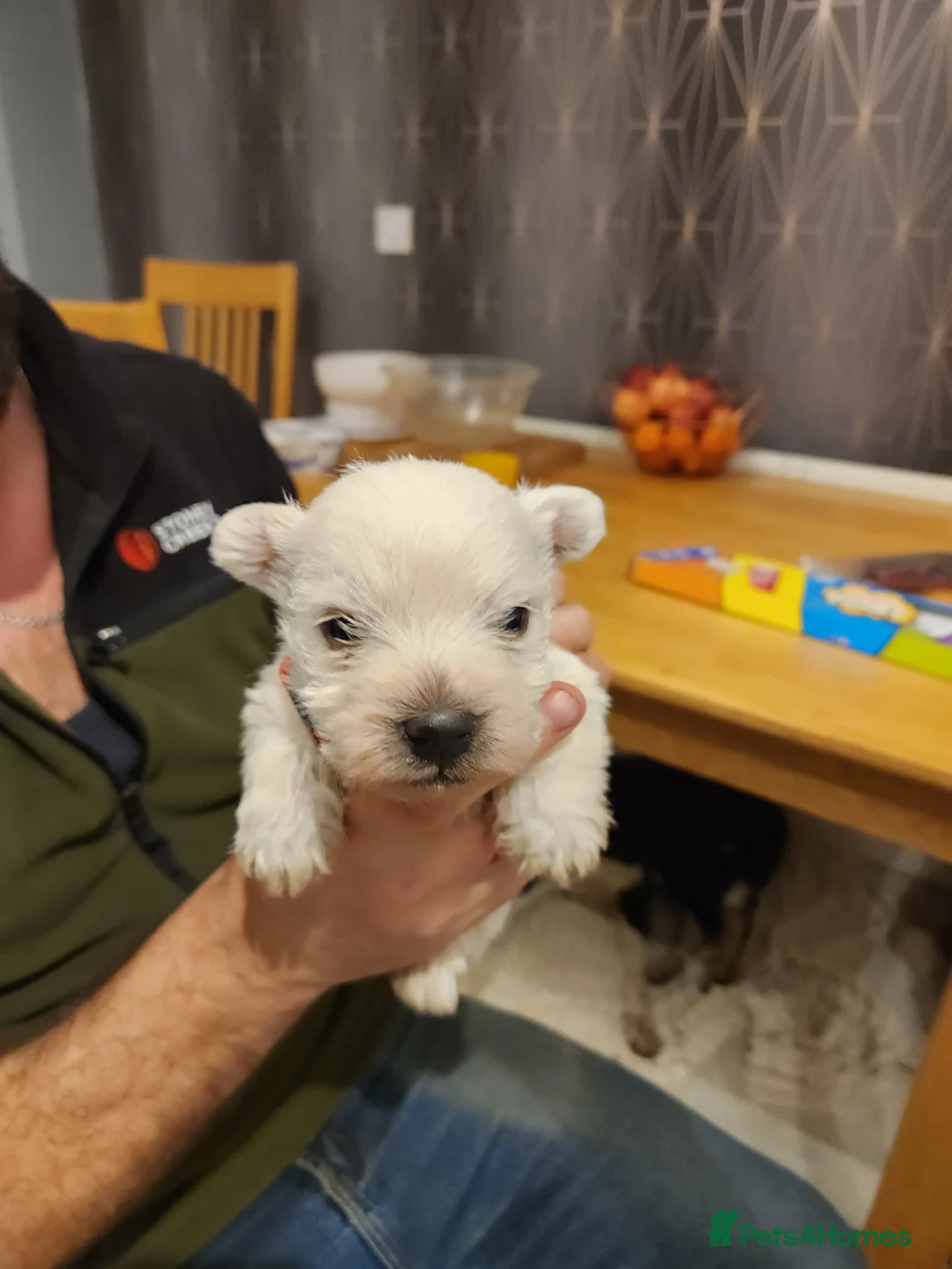 West Highland Terrier dogs for sale: Westie puppies one girl left  - Advert 27