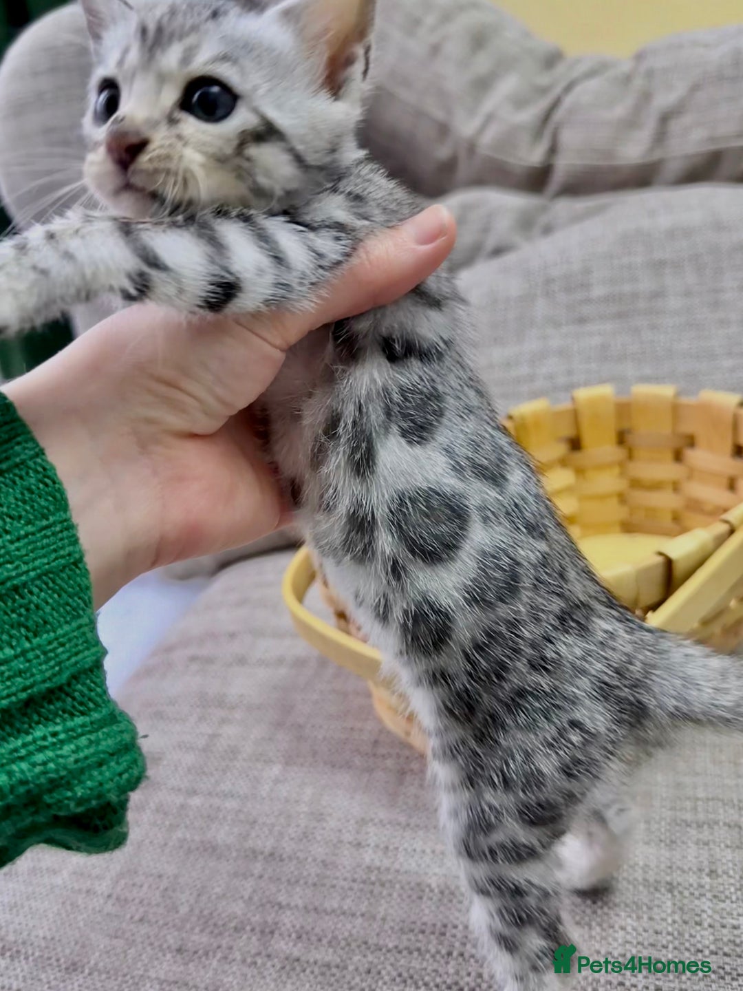 Bengal cats for sale: kittens - Advert 12