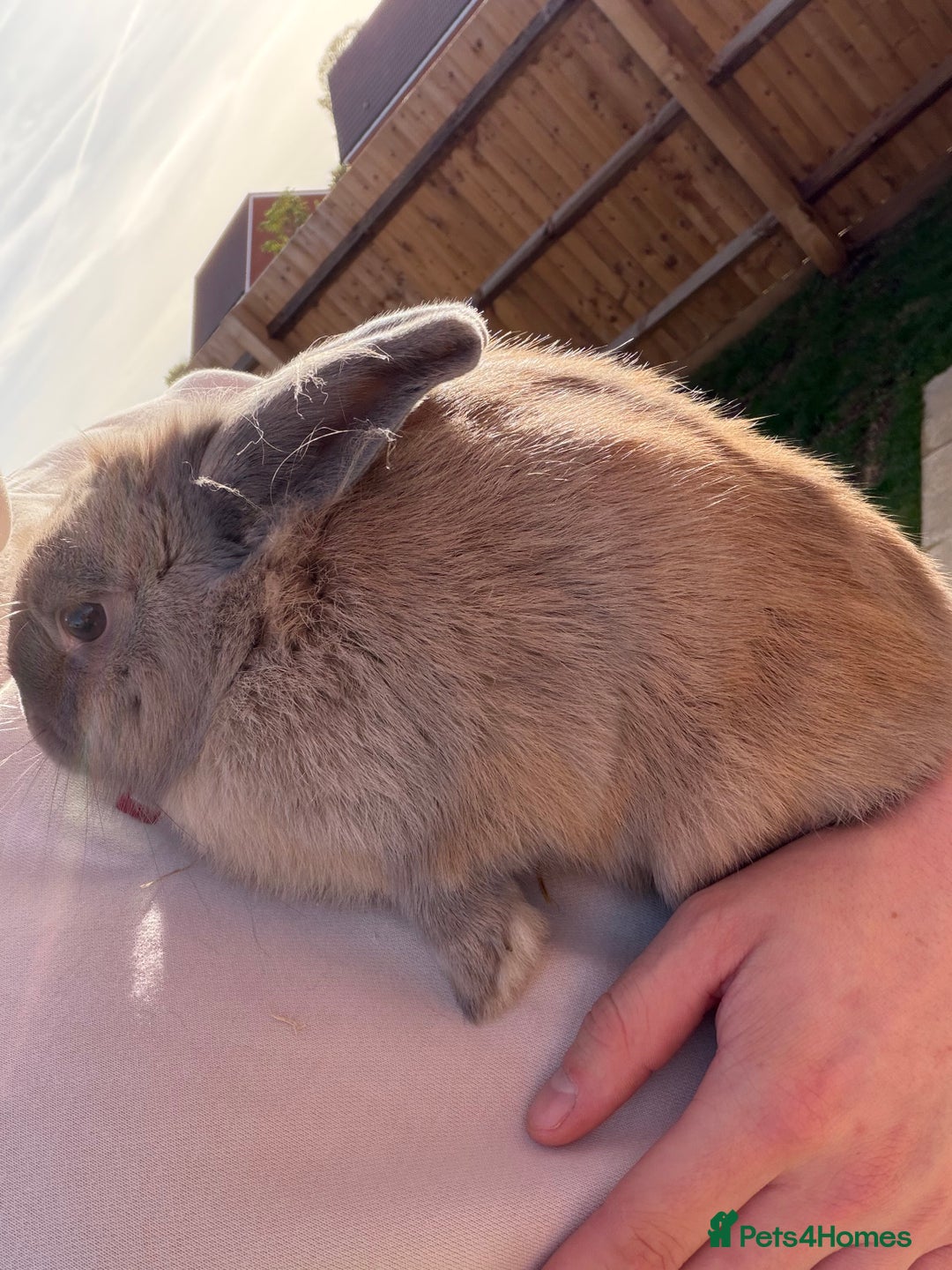 Mini Lop rabbits for sale: One mini lop available to go to a loving home  - Image 5