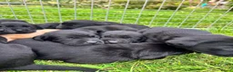 Labrador Retriever dogs for sale: Exceptional KC Labrador Puppies from Working Line  - Advert 3