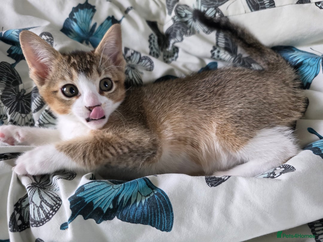 Singapura cats for sale: Accidental Singapura x Abyssinian x Moggie in Lowestoft - Image 3