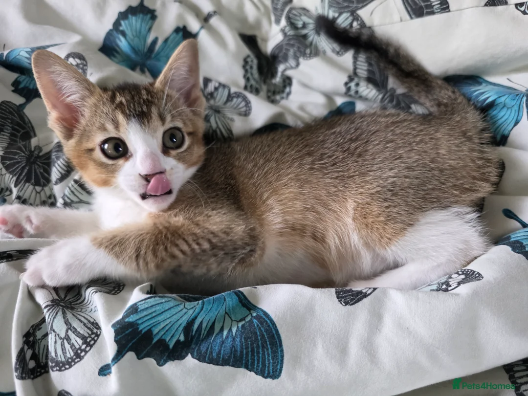 Singapura cats for sale: Accidental Singapura x Abyssinian x Moggie in Lowestoft - Advert 5