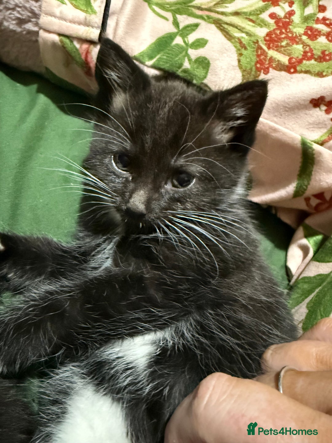 Domestic Shorthair cats for sale: 3 Kittens available  - Advert 5