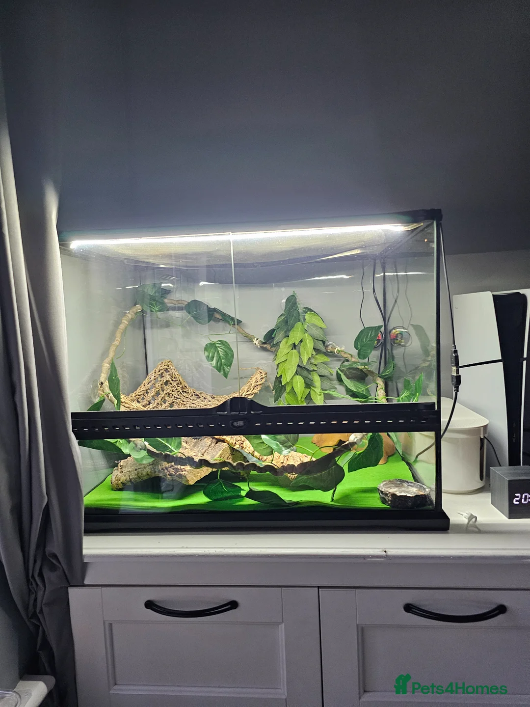Gecko reptiles for sale: Leopard Gecko + Full Setup in London - Advert 2