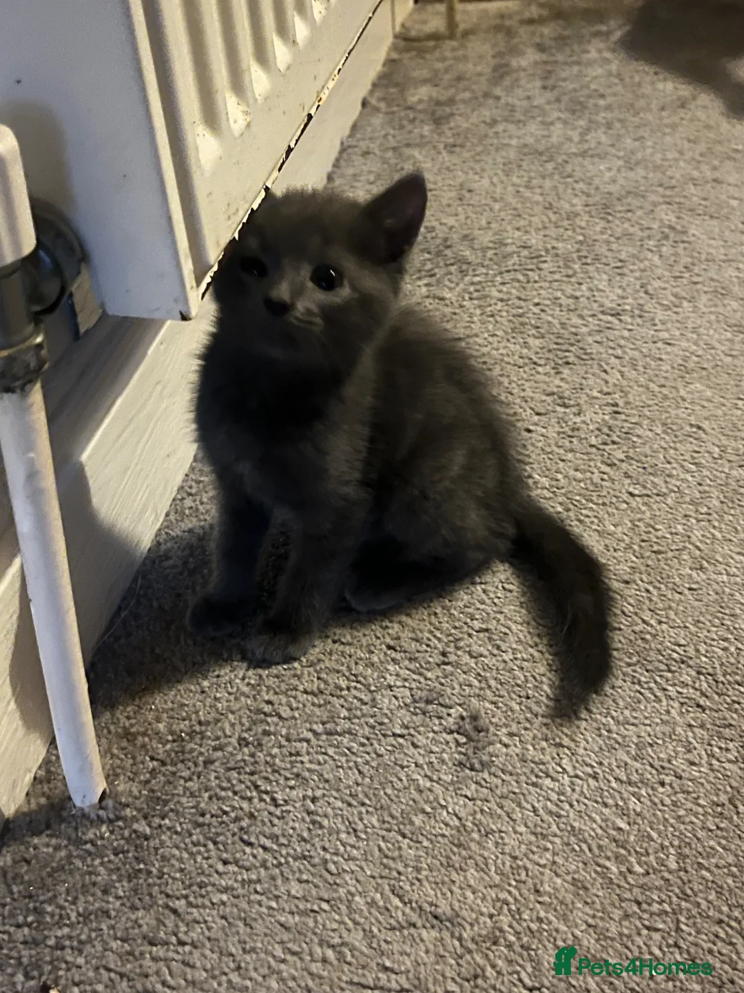 Domestic Shorthair cats for sale: Lovely tabby x kittens - Advert 2