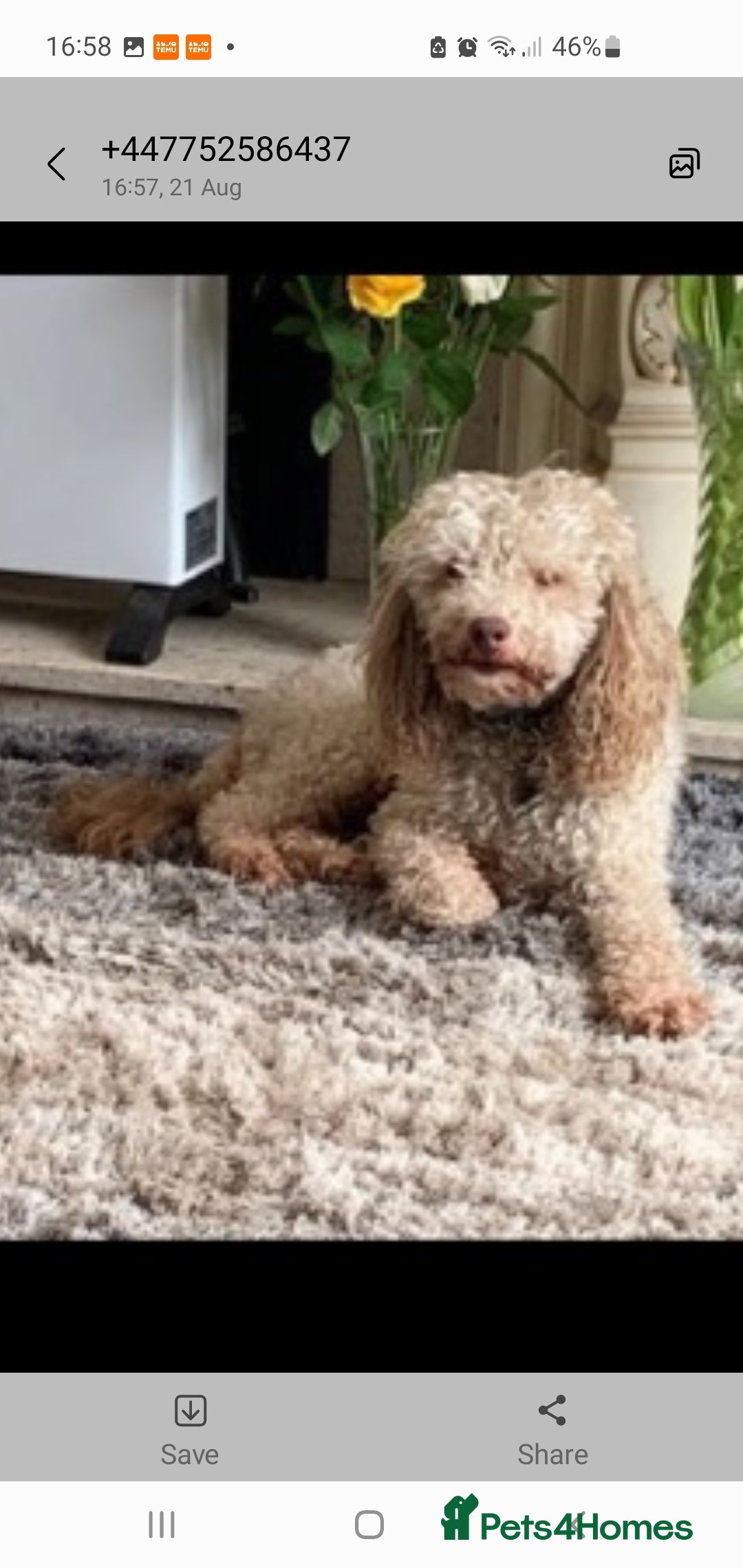 Toy Poodle dogs for sale: beautiful toy poodles for sale  - Advert 7