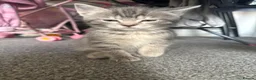Mixed Breed cats for sale: Kittens  in Haverhill - Advert 8