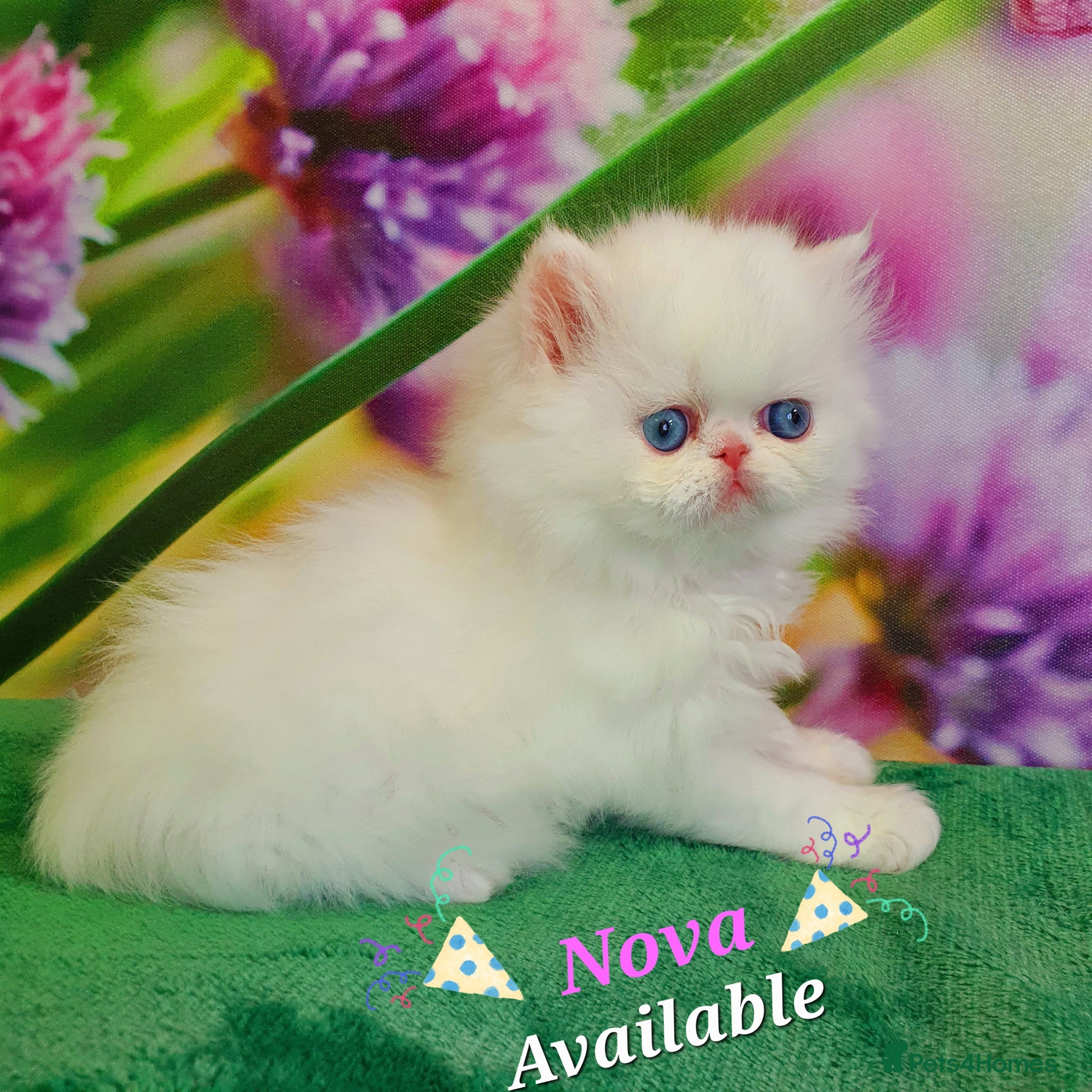 Persian cats GCCF pure breed Persian Kittens 😸  - Advert 2