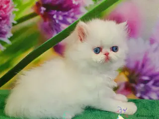 Persian cats GCCF pure breed Persian Kittens 😸 - Advert 2