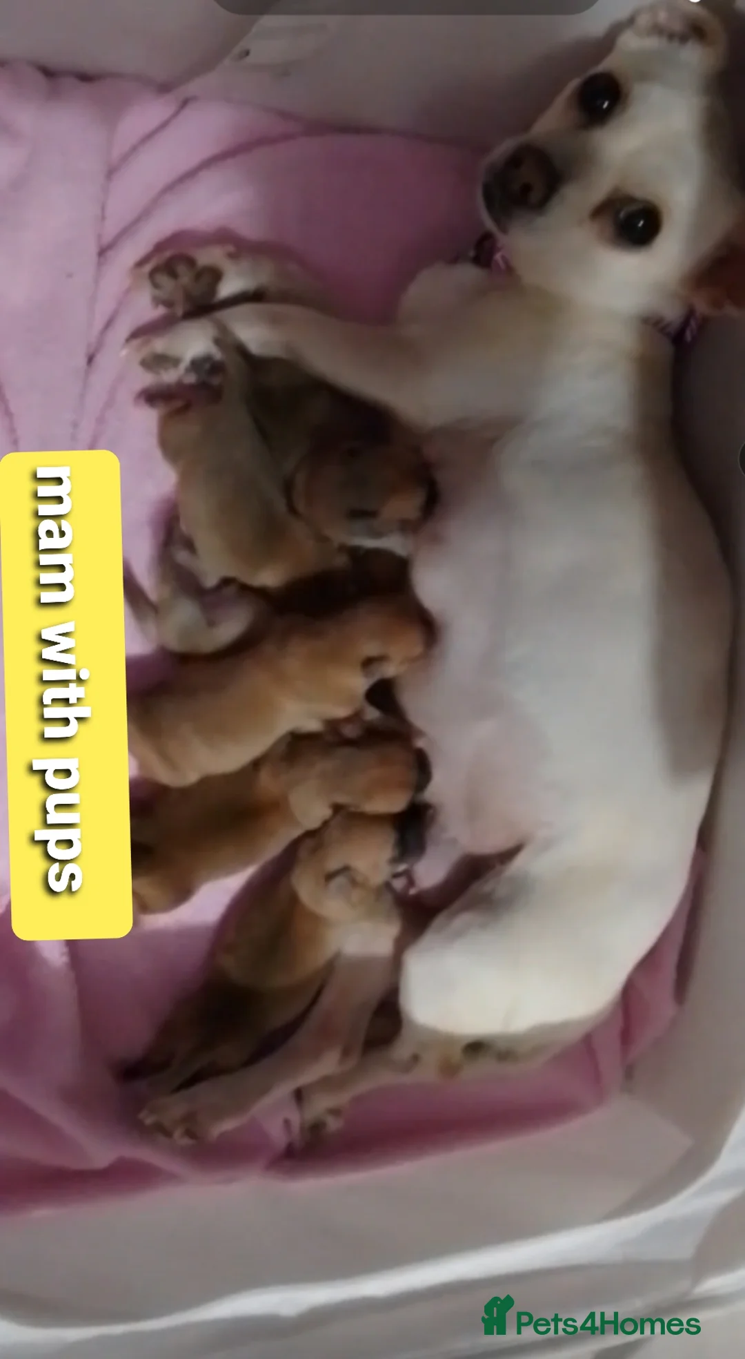 Chihuahua dogs for sale: Chihuahua pups - Advert 4