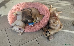 Miniature Dachshund dogs for sale: **KC REG Miniature long haired dachshund puppies** - Image 12