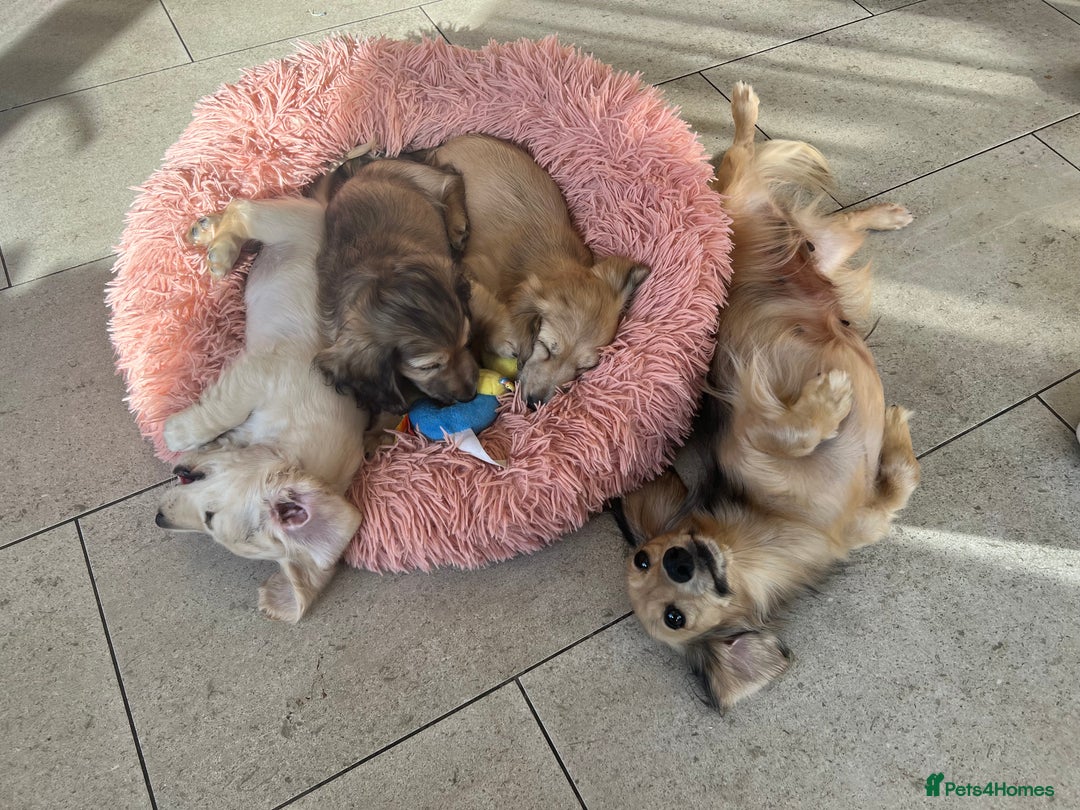 Miniature Dachshund dogs for sale: **KC REG Miniature long haired dachshund puppies** - Image 12