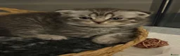 British Shorthair cats for sale: Pure breed Scottish Fold &Straight grey tabby  in Chatham - Advert 38