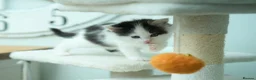 Ragdoll cats for sale: Adorable, Affectionate Part Ragdoll Kittens - Advert 22
