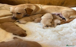 Labrador Retriever dogs for sale: KC REGISTERED DNA TESTED LABRADOR PUPPIES - Image 11