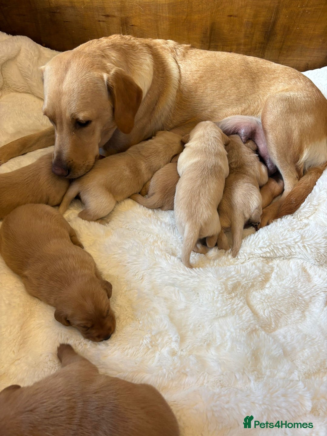 Labrador Retriever dogs for sale: KC REGISTERED DNA TESTED LABRADOR PUPPIES - Image 11