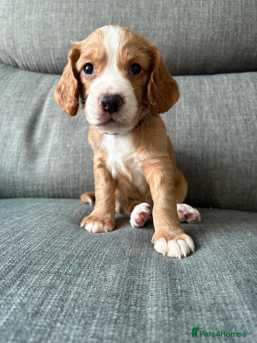 Cocker Spaniel dogs for sale: Working Cocker Spaniel puppy’s  - Advert 5