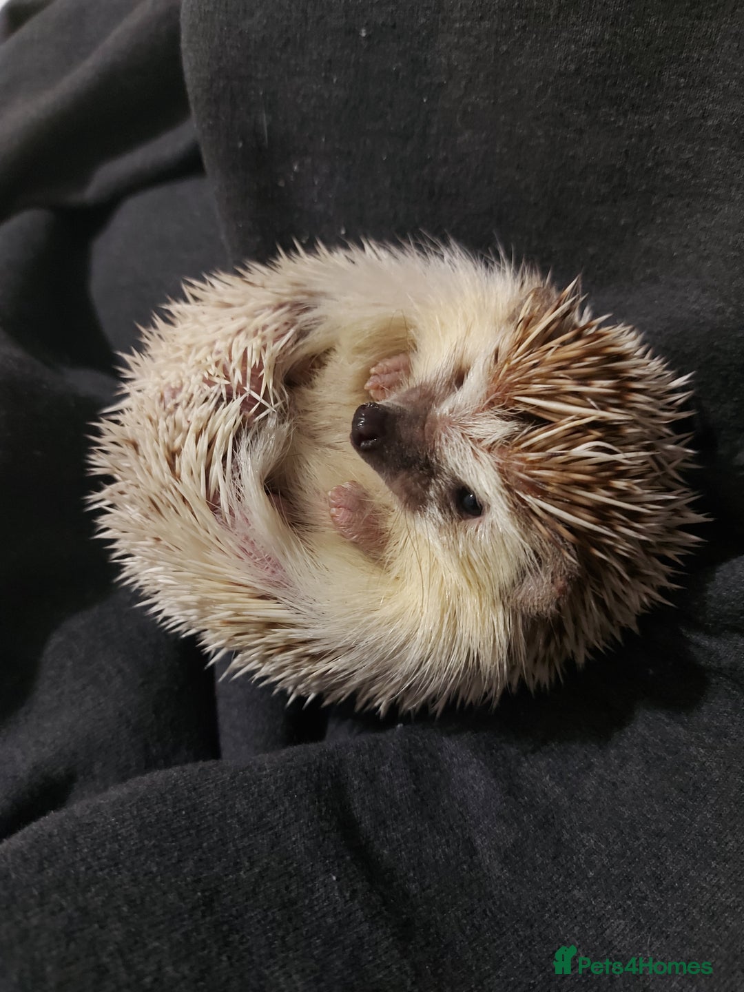 Pygmy Hedgehog rodents for sale: African Pygamy Hedgehog  - Advert 3
