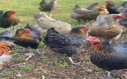 Mixed Breed birds for sale: Point of lay Hens & Pullets – VARIOUS BREEDS 🦚  - Image 4