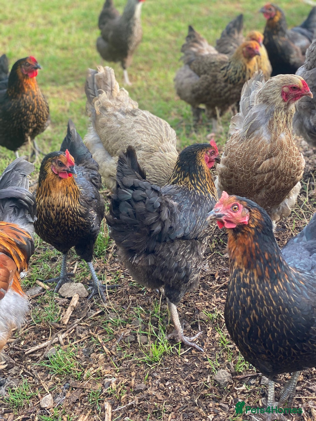 Mixed Breed birds for sale: Point of lay Hens & Pullets – VARIOUS BREEDS 🦚  - Image 4