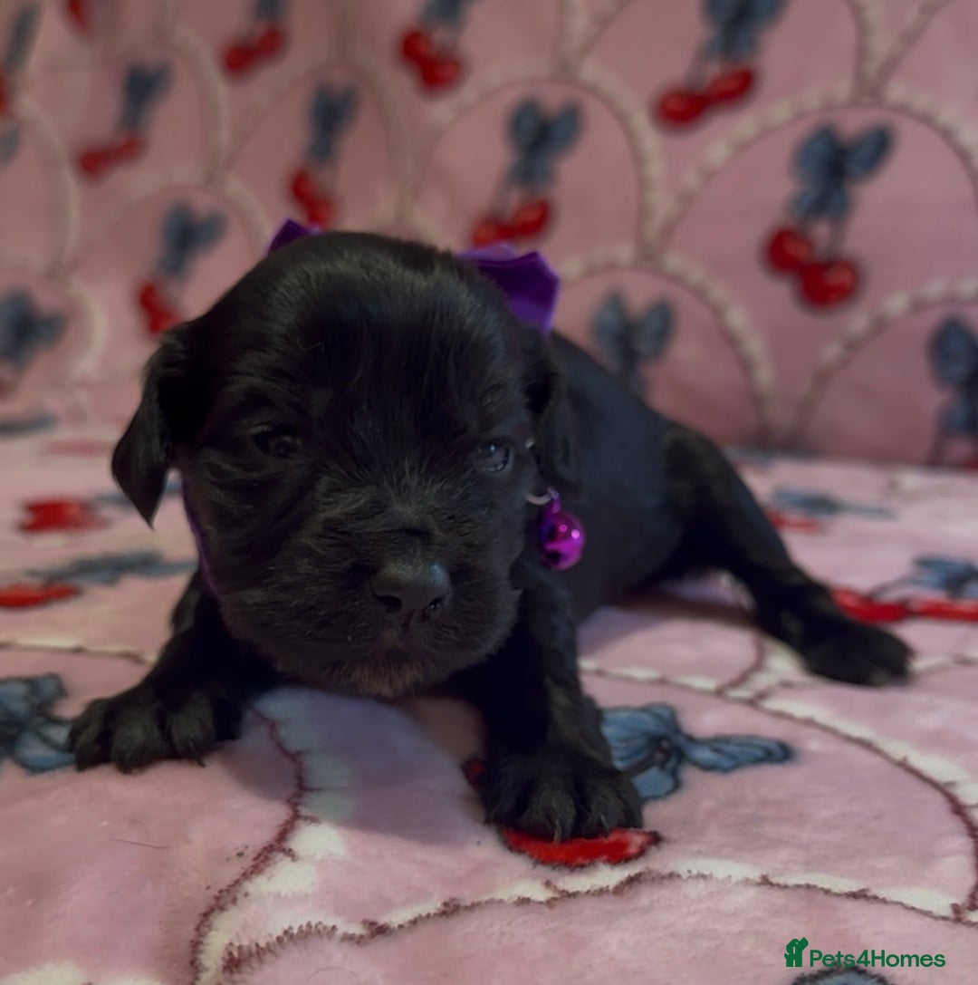 Cocker Spaniel dogs for sale: Gorgeous cocker spaniel READY TO LEAVE TODAY - Advert 12