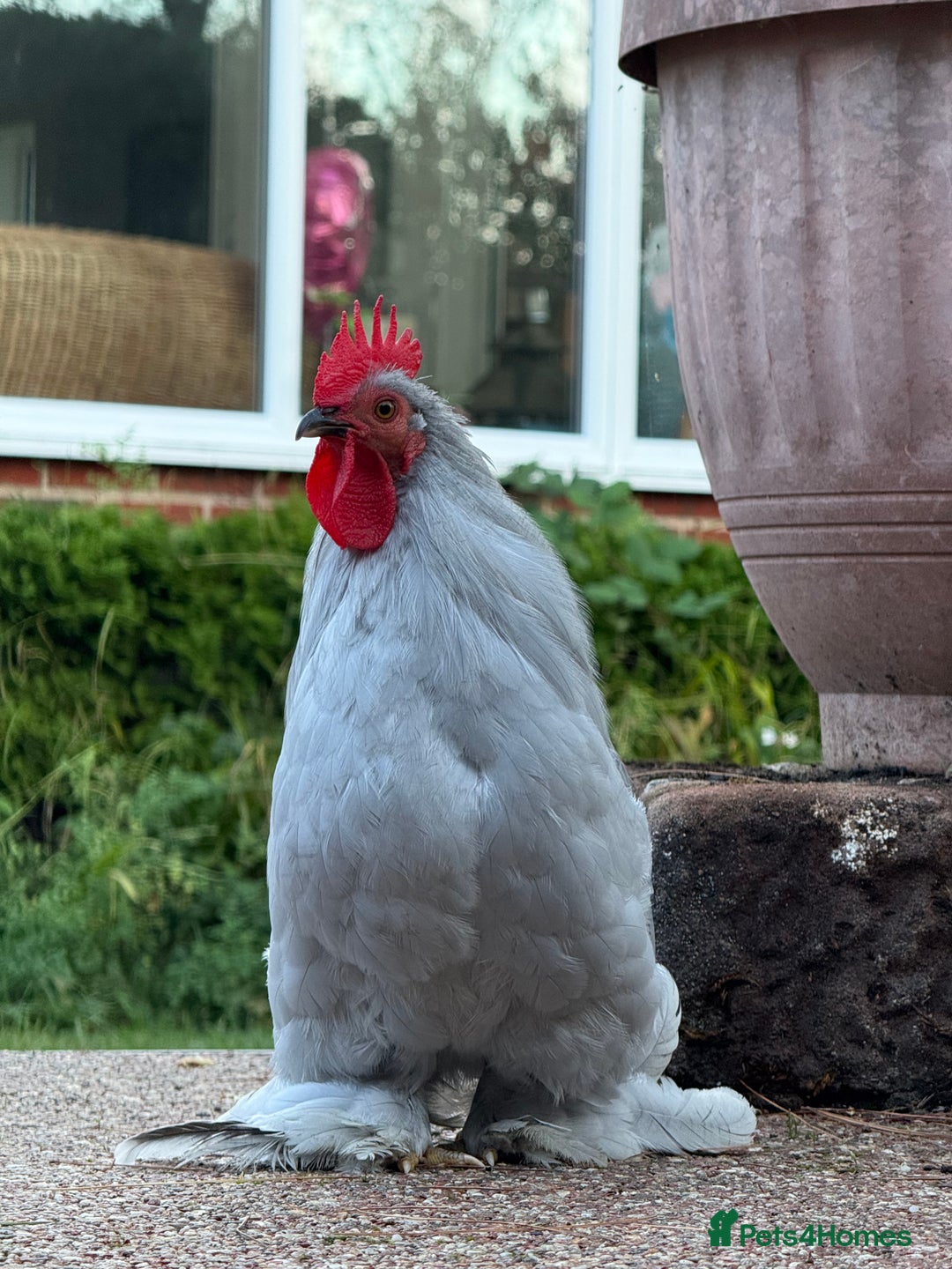 Chickens poultry for sale: Lavender Pekin Bantam Cockerel - Image 2