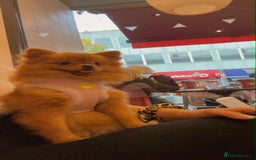 Pomeranian dogs for sale: 🐾 Adorable 7-Month-Old Pomeranian Girl – Lusy 🐾 - Image 7