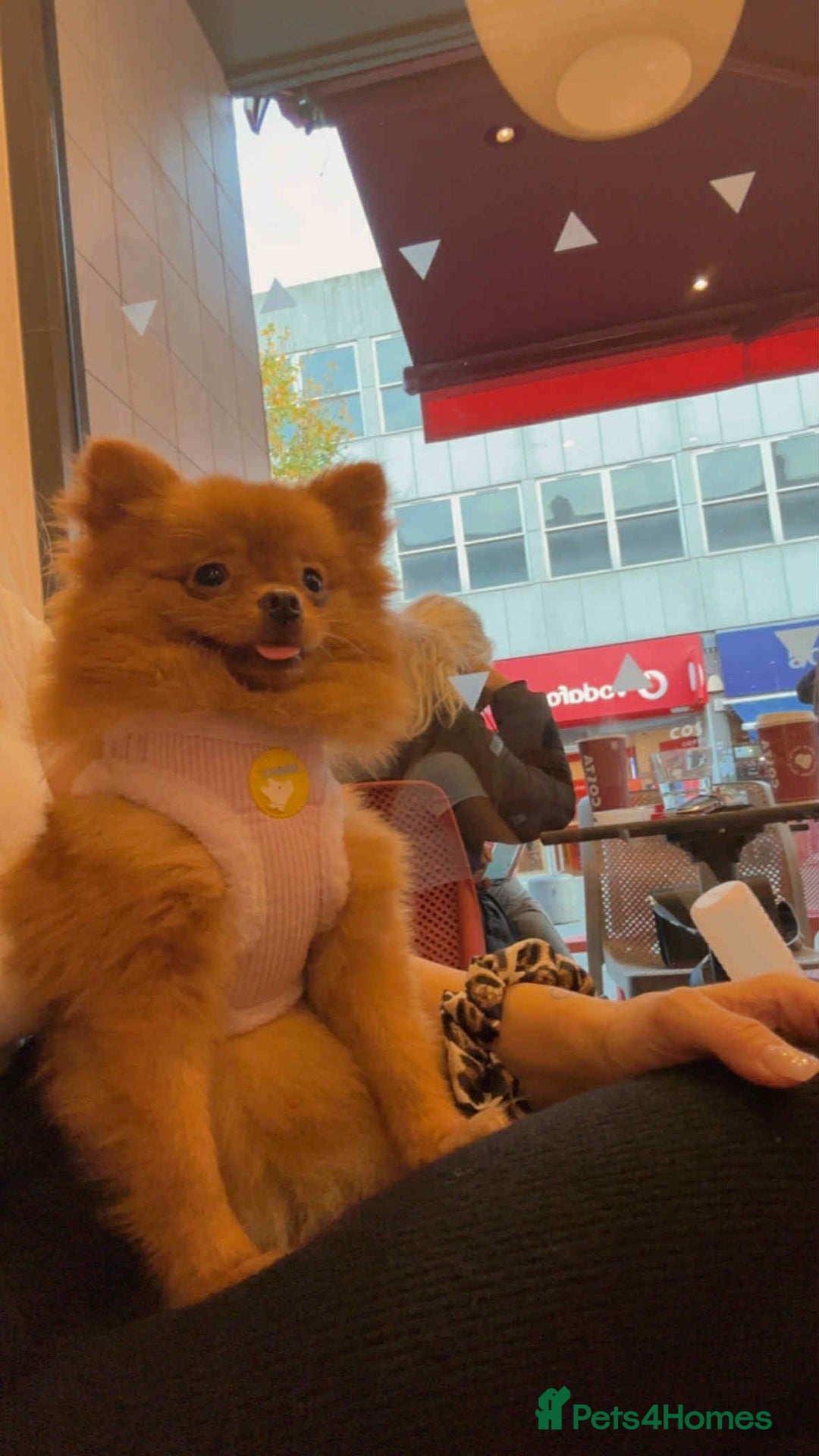 Pomeranian dogs for sale: 🐾 Adorable 7-Month-Old Pomeranian Girl – Lusy 🐾 - Image 7