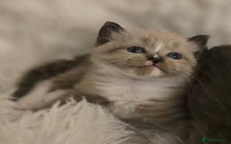 Scottish Fold cats for sale: Beautiful Scottish fold babies - Image 9