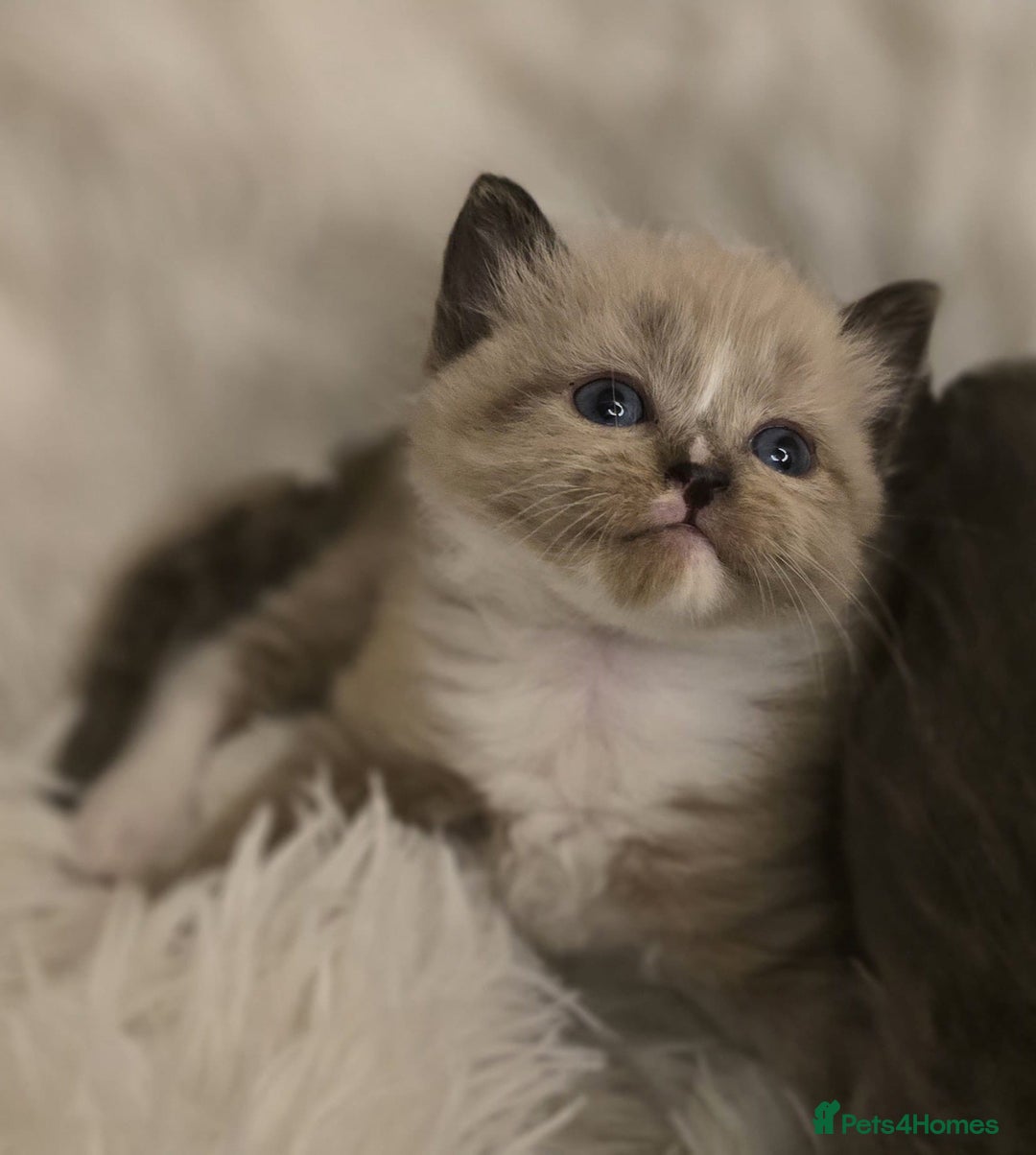 Scottish Fold cats for sale: Beautiful Scottish fold babies - Image 9
