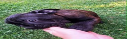 Mixed Breed dogs for sale: English bulldog cross french bulldog puppies - Advert 6