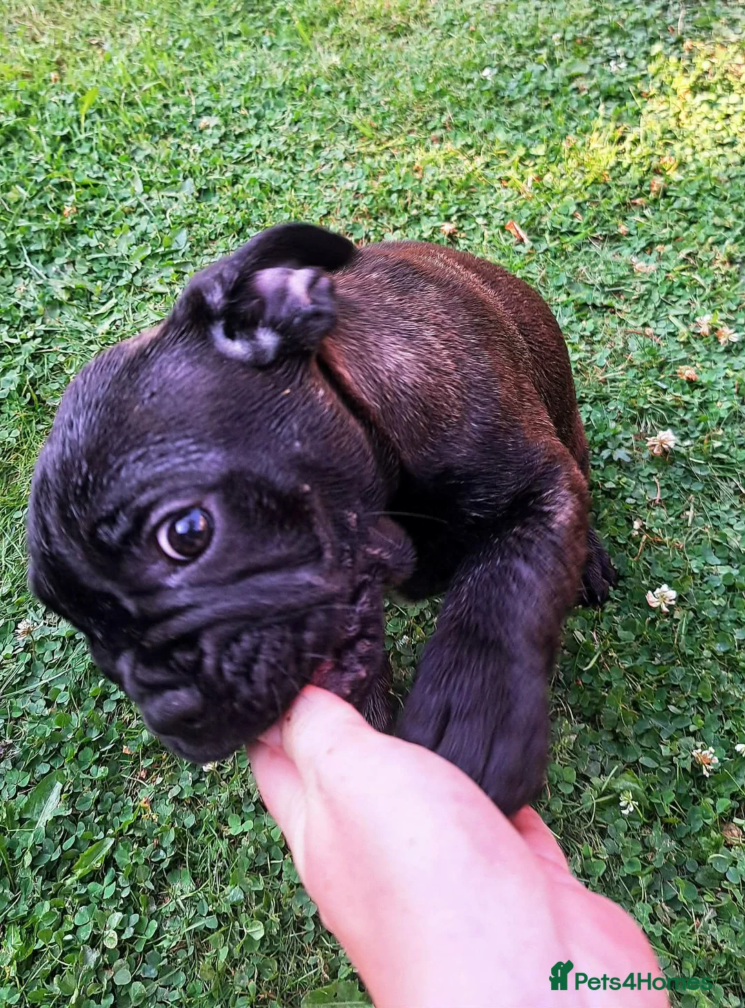Mixed Breed dogs for sale: English bulldog cross french bulldog puppies - Advert 6