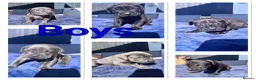 Cane Corso dogs for sale: 9 Cain corso puppies waiting for their foreverhome - Advert 4