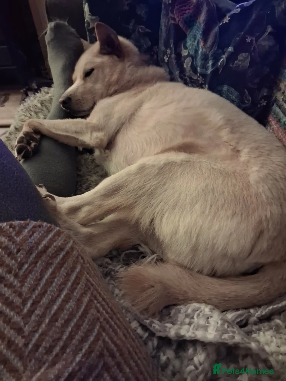 Japanese Shiba Inu dogs for adoption: Jimmy 6 year old Shiba mix jindo   - Advert 7