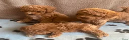 Maltipoo dogs for sale: RARE Tiny F1B Asian maltipoo puppies - Advert 8