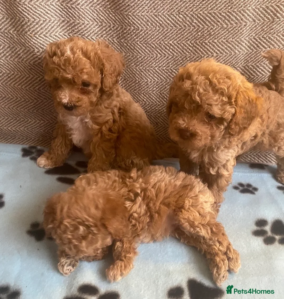 Maltipoo dogs for sale: RARE Tiny F1B Asian maltipoo puppies - Advert 2